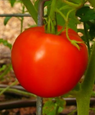 Goliath Tomato